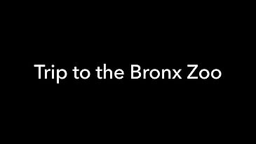 11) Trip to the Bronx Zoo